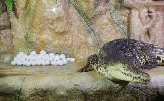 В Ялтинском зоопарке могут вылупиться 89 крокодилов