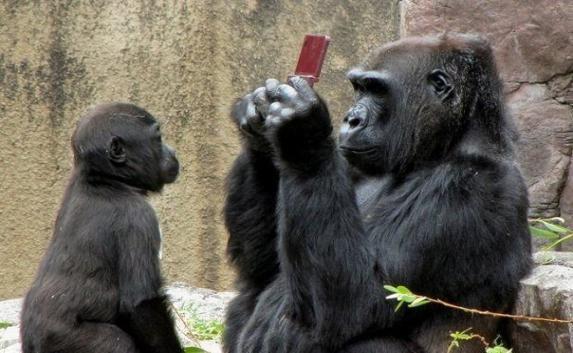 В крымском отеле обезьяна украла телефон у туриста (видео)