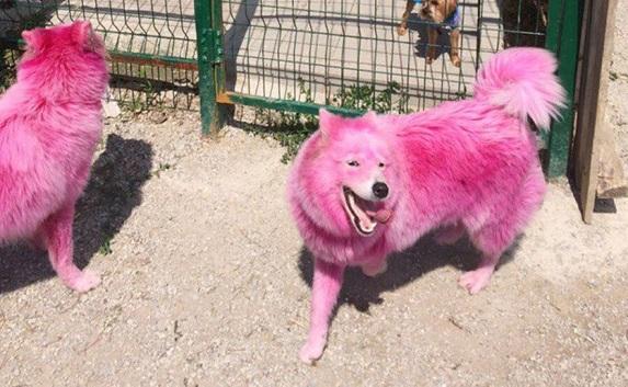 В Крыму живодёры продают розовых собак (фото)