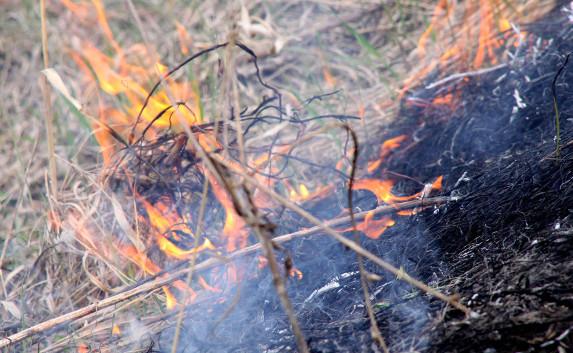 Севастополь охвачен дымом: горит сухая трава (видео)