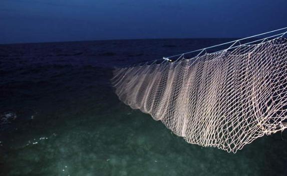 Браконьерские сети губят крымских дельфинов