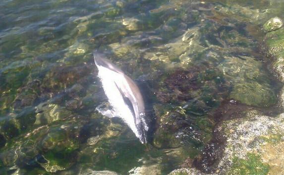Под Феодосией нашли убитого дельфина с камнем на шее