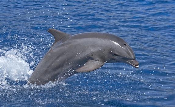 Крымские пограничники спасли дельфина