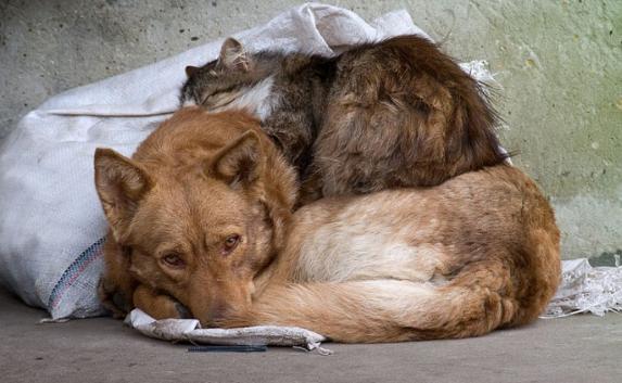 Приют для бездомных животных хотят построить в Севастополе