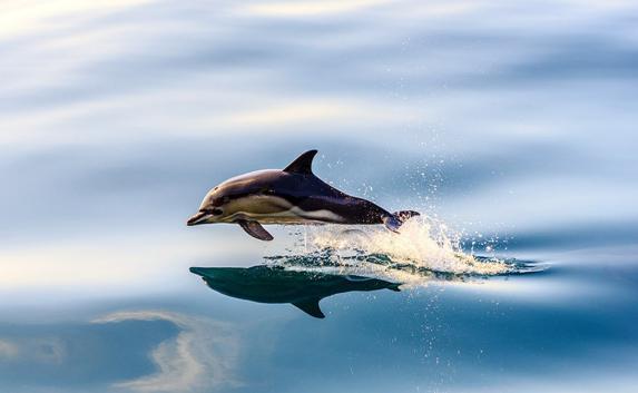 Крымчан призывают помочь в спасении дельфинов (контакты)