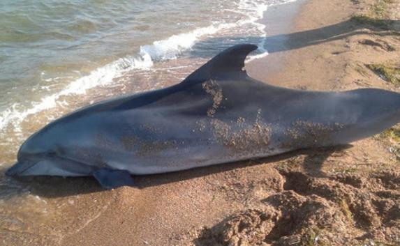 На пляже в Балаклаве найдены шесть мёртвых дельфинов