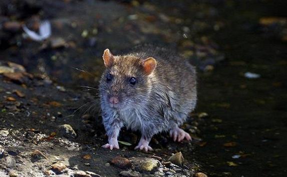Центр Севастополя атаковали крысы