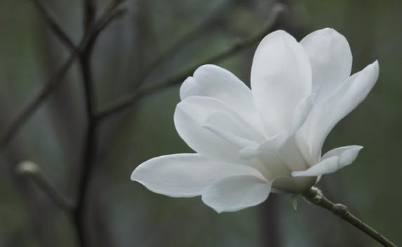 В Севастополе пройдет благотворительная ярмарка «Белый цветок»