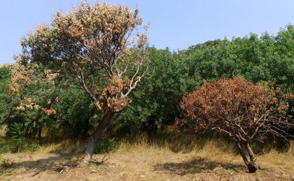 В Севастополе гибнут пересаженные летом краснокнижные деревья (фото)