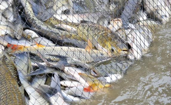 Крымские пограничники в 2017 году поймали 500 браконьеров-рыбаков