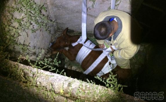 В Сиферополе теленка, упавшего в сливную яму, поднимали спасатели (фото)