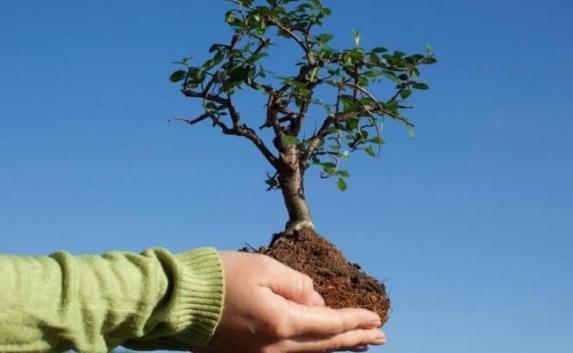 ​Четыре десятка молодых деревьев высадят в Феодосии