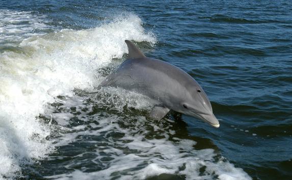 В Севастополе еженедельно умирает больше дельфинов, чем собак и кошек