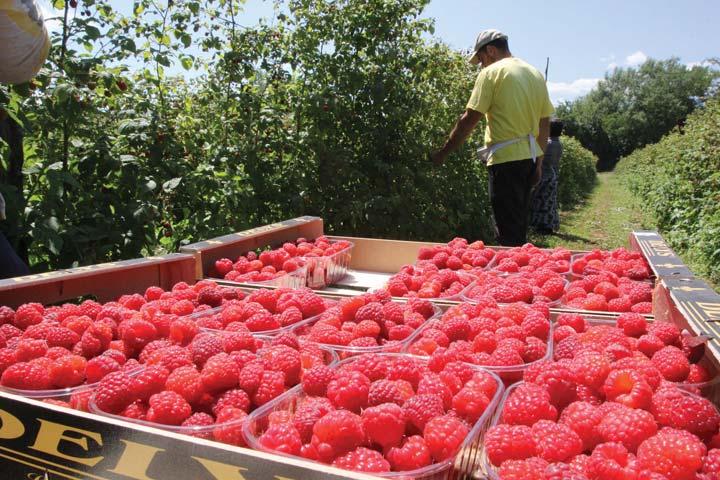 Севастопольские фермеры обещают собрать тонну малины