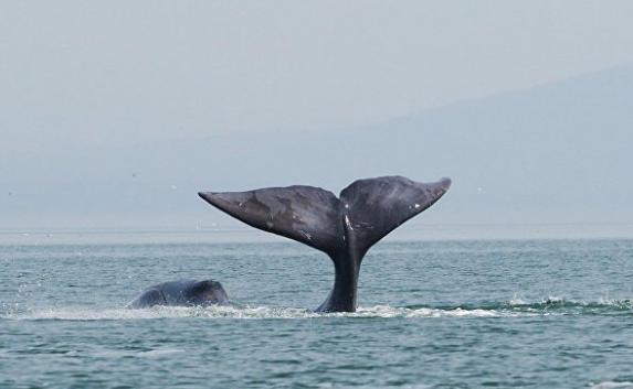 В Хабаровском крае 13-метровый кит оказался заложником в устье реки (видео)