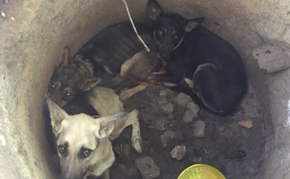 В колодце в Севастополе нашли брошенных собак (фото)
