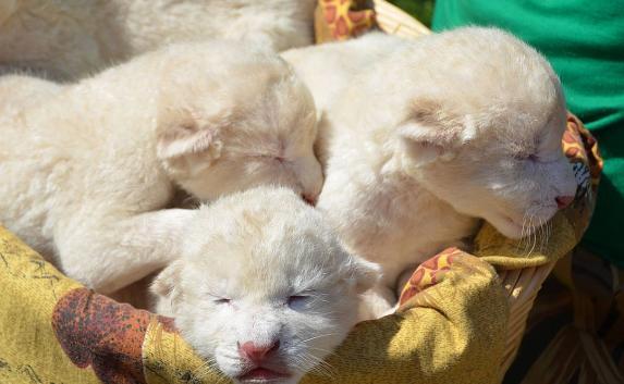 В крымском сафари-парке родились на свет 4 белоснежных львёнка