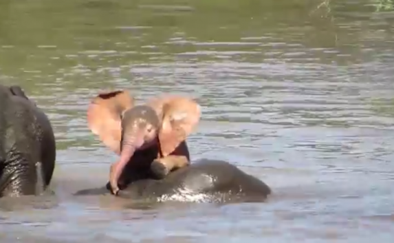 Розового слонёнка-альбиноса впервые сняли на видео