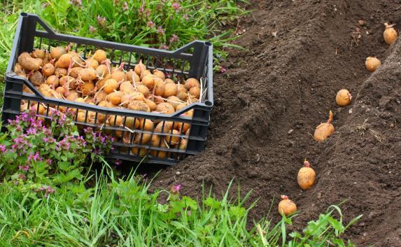 Крым будет выращивать картошку для Ярославля в рамках импортозамещения