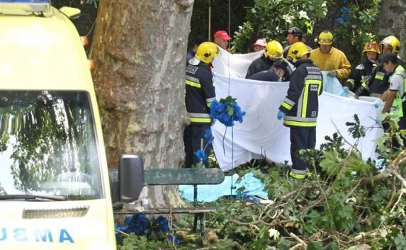 200-летний дуб на Мадейре насмерть задавил 13 человек (видео)