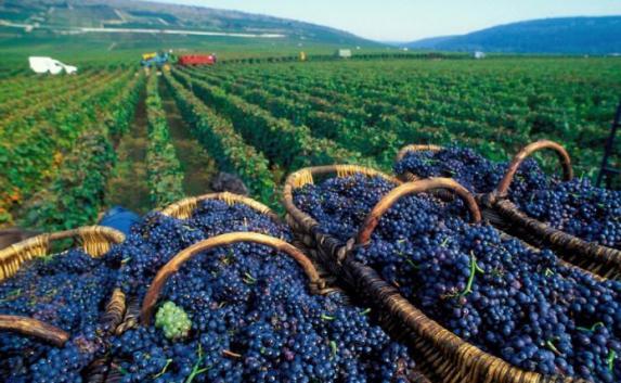 Инвестор вложит более 8 млрд. рублей в виноградарство в Севастополе