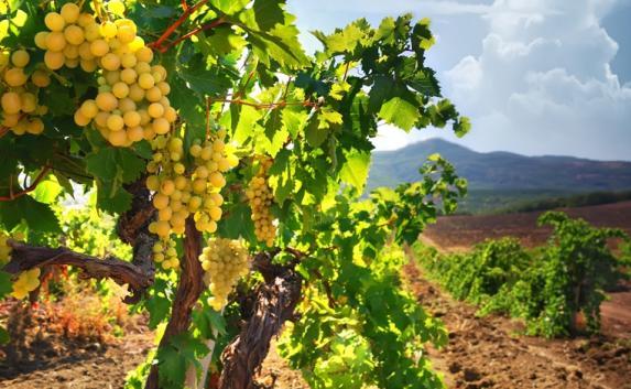 Количество виноградников в Крыму увеличится в 5 раз