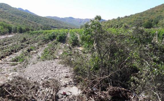 Селевой поток уничтожил виноградники «Массандры» (фото)
