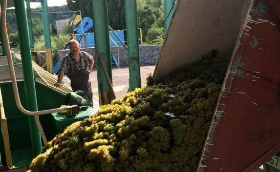 «Массандра» приступила к переработке винограда нового урожая (фото)