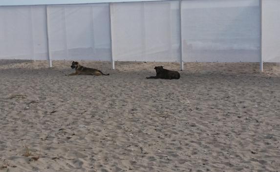 В Евпатории пляж для нудистов оградили прозрачной ширмой