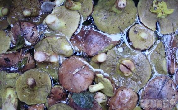 В Севастополе рекорд по отравлению грибами
