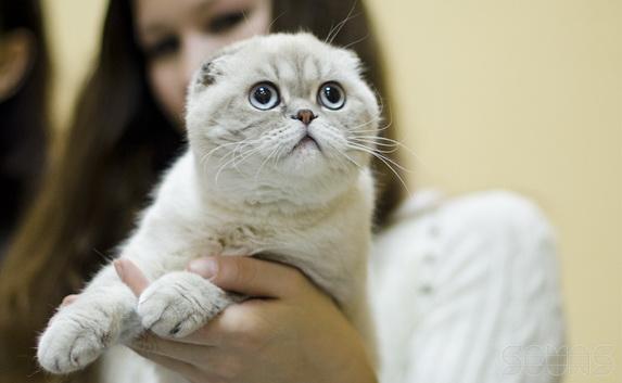 В Севастополе подвели итоги Международной выставки кошек «Рождественские встречи»