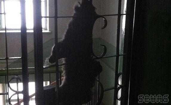 Белоцерковцу под Новый год на дверь повесили дохлую кошку