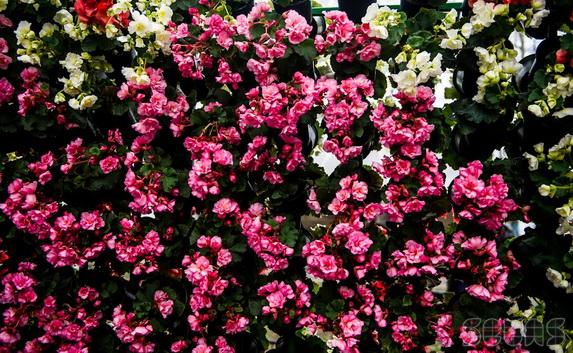 Жириновский подарил женщинам Севастополя к 8 марта 30 тысяч на цветы