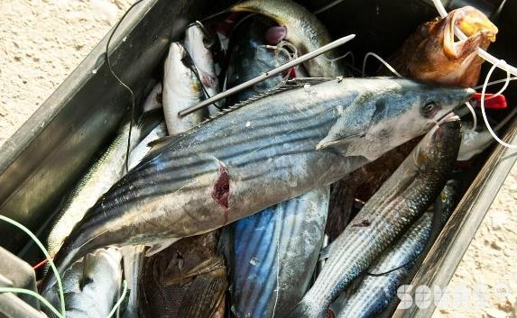 В Севастополе введён нерестовый запрет на лов пресноводной рыбы 