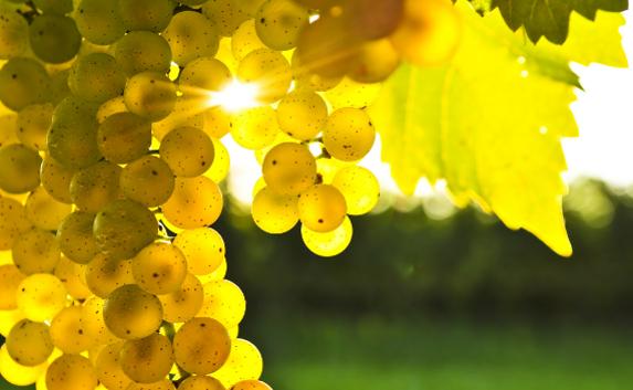 От «Инкермана» требуют производить вино из крымского винограда
