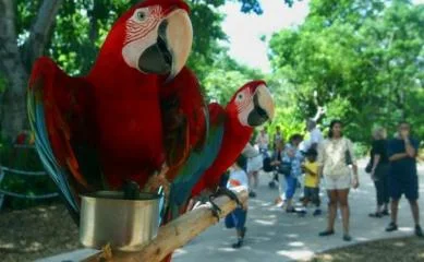 Крымский Госкомветеринарии призвал население игнорировать «живодеров» с фотоаппаратами