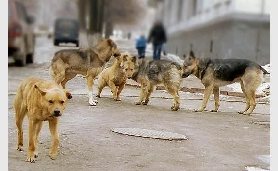 Бездомные собаки загрызли мужчину в Ялте
