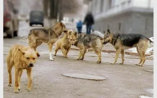 Бездомные собаки загрызли мужчину в Ялте