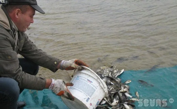 В Севастополе источник питьевой воды — Чернореченское водохранилище — зарыбили в целях биологической очистки водоема