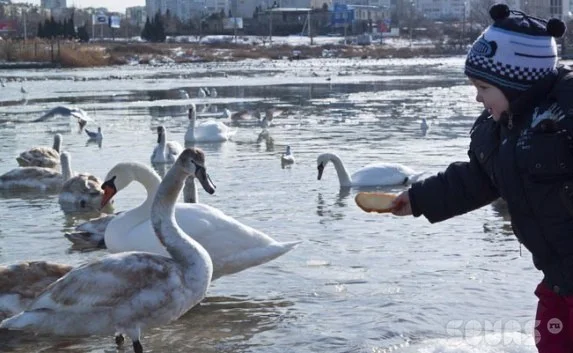 Севастопольские власти и жители города продолжают спасать водоплавающих птиц