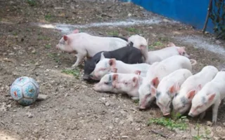 Накануне Евро-2012 в футбол заиграли даже поросята
