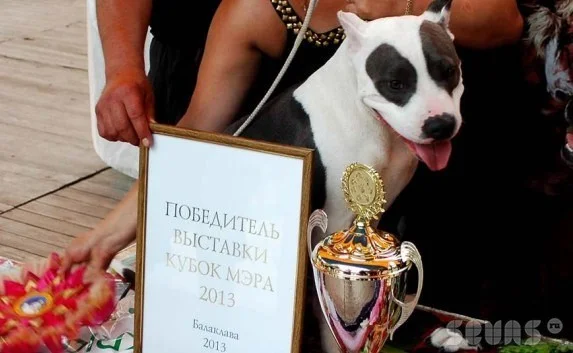 В Севастополе вручением Кубка мэра завершилась международная выставка собак «Балаклавская жемчужина»