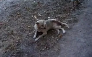 Жители Камышовой бухты вновь пожаловались на выстрелы по собакам на детской площадке