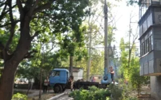 В Севастополе ветка упала на балконы жилых домов. Обошлось без жертв