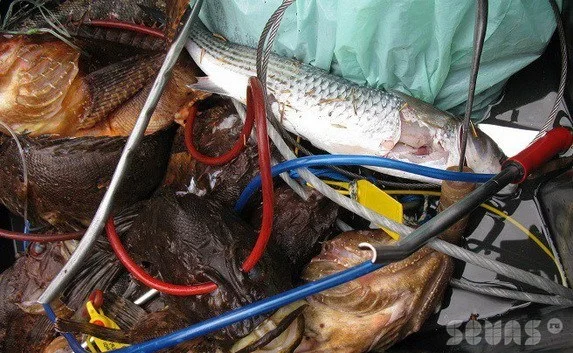 Краснокнижным морским петухом торгуют на рынке в Севастополе