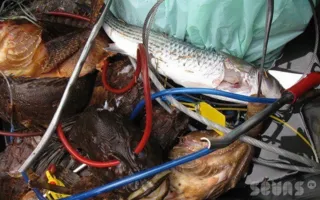 Краснокнижным морским петухом торгуют на рынке в Севастополе