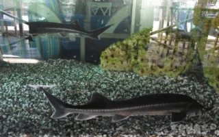 В Севастополе браконьер подстрелил в море краснокнижного морского петуха
