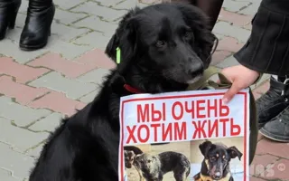 Общественники подозревают, что СГГА устроила «четырехлапый» предвыборный пиар