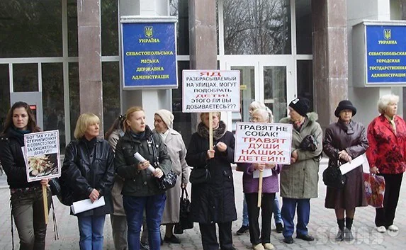 Средства на стерилизацию бездомных животных «освиваются», а животных убивают, считают защитники животных