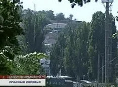 В Севастополе спил сухостоя может обойтись в 1000 гривен, штраф или потраченные нервы